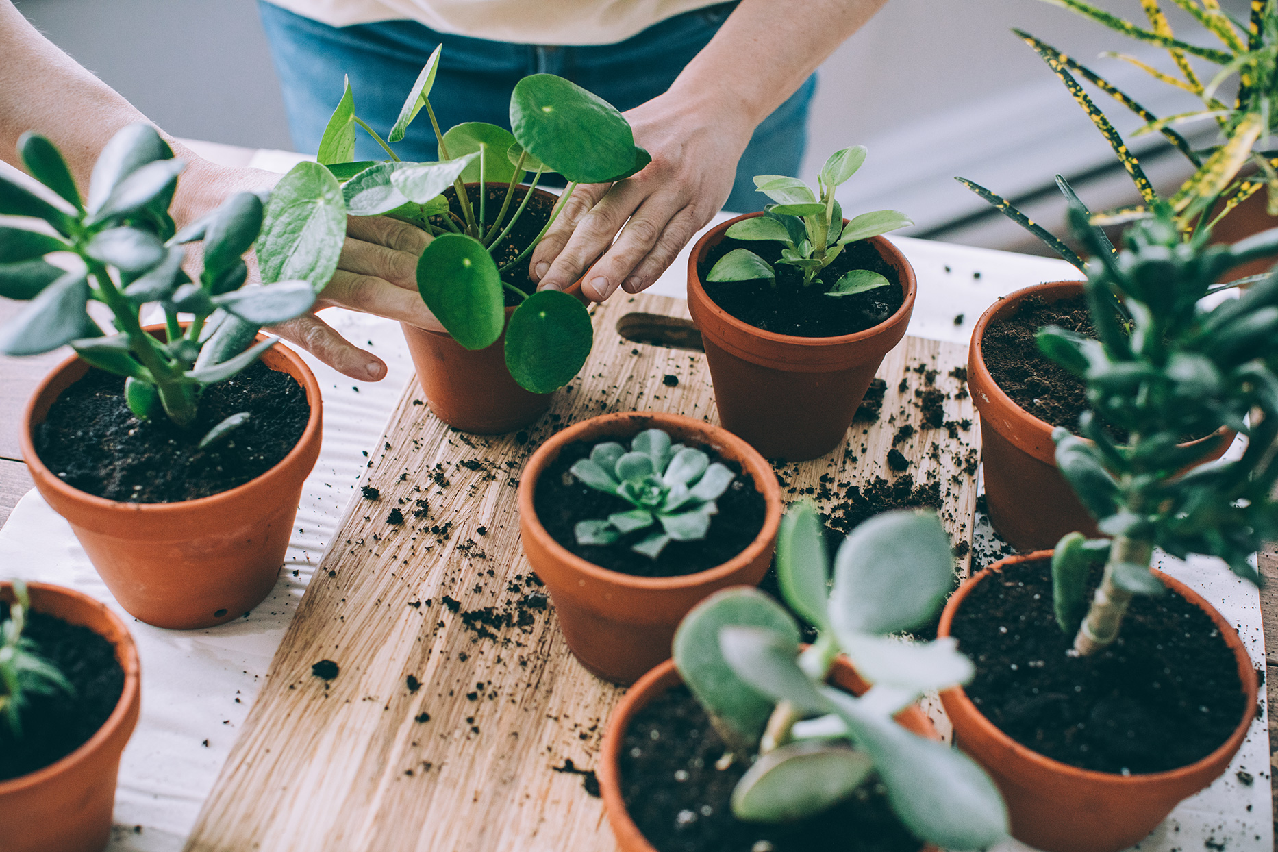 Interior Plants Banner